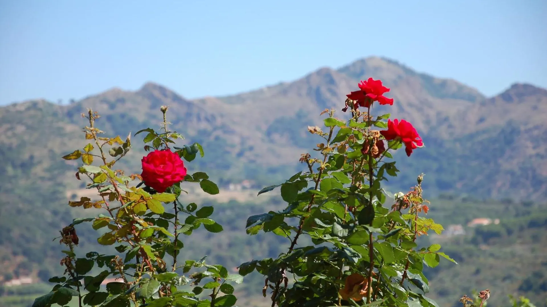 Aparthotel I Fiori Di Salici Capoliveri  Itálie